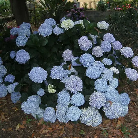 Baglio Delle Rose 3* Giarre